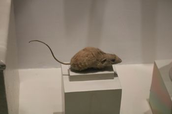 Media type: image; Mammalogy 6538 Description: Image of MCZ 6538;